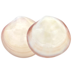 Coquillages de massage autochauffants LAV002